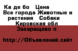 Ка де бо › Цена ­ 25 000 - Все города Животные и растения » Собаки   . Кировская обл.,Захарищево п.